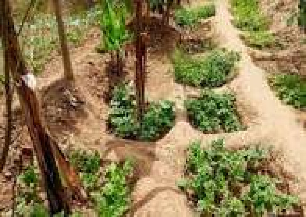 Award-Winning Documentary Shows How Kenyans Are Gardening 'The Impossible'